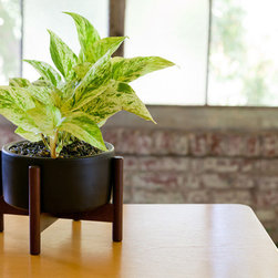 Case Study Desktop Planter with Wood Stand - Indoor Pots And Planters