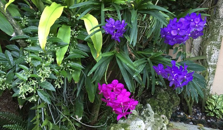 The Garden That Orchids Built