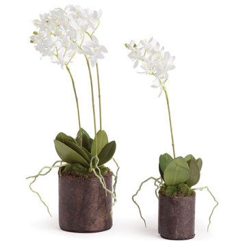 2-Piece Dendrobium Orchid Drop-Ins with Root Balls, Set
