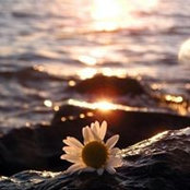 Francine Flower's photo