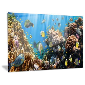 "Coral Colony Panorama" Photography Glossy Metal Wall Art, 28"x12"