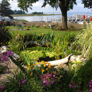 Summer pond in full bloom