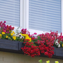 window boxes
