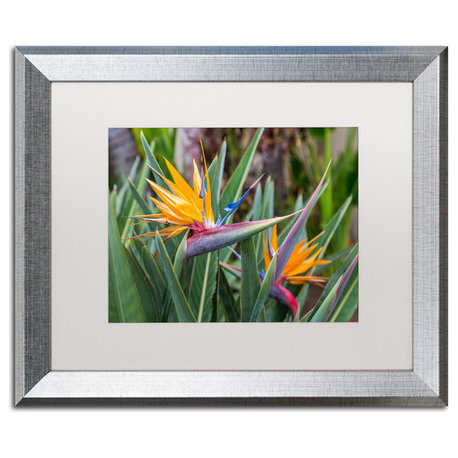 Pierre Leclerc 'Two Birds Of Paradise' Matted Art, Silver Frame, White, 20x16