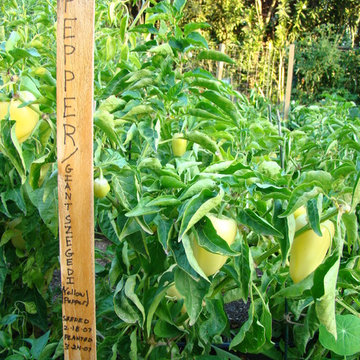 Vegetable gardens