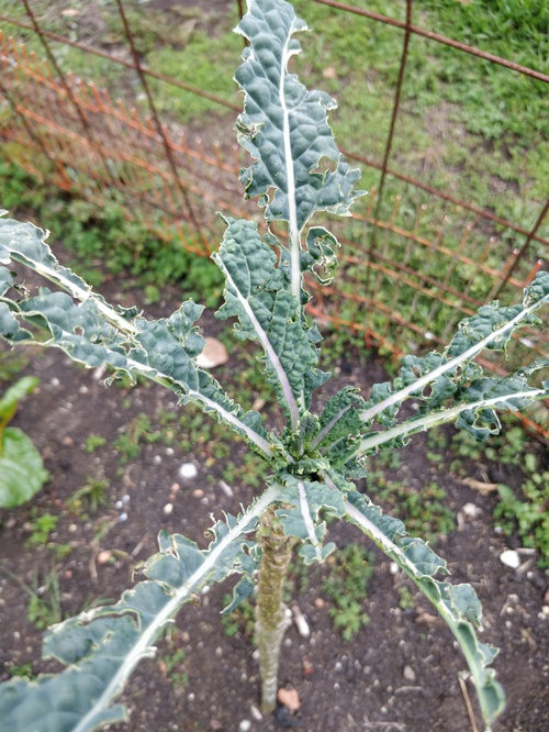 Kale Toscana Protection Against Ants?