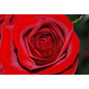 Judy Gray's photo