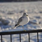 Victoria Stigliano-Dzuban's photo