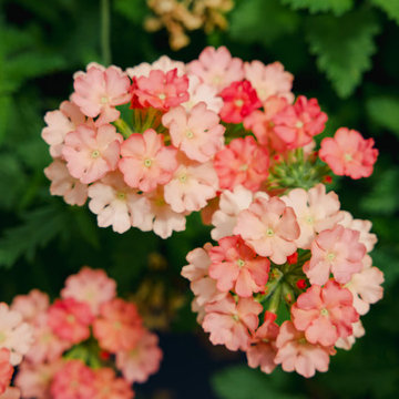 Beautiful Plants