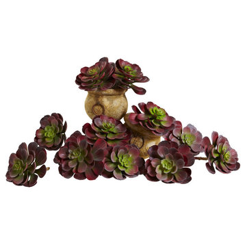 6" Echeveria Succulent, Set of 12, Burgundy