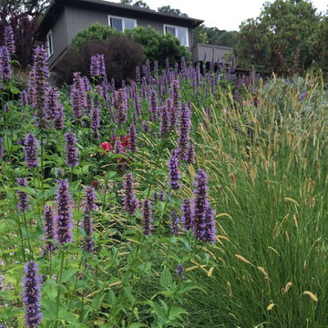 Sonoma County Garden