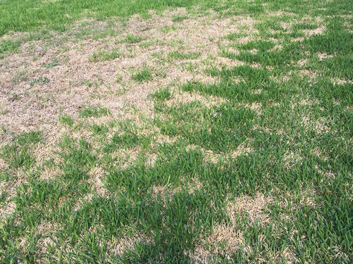 TARR or Brown Patch in St Augustine Grass