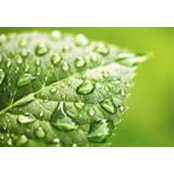 Lisa Mitchell's photo