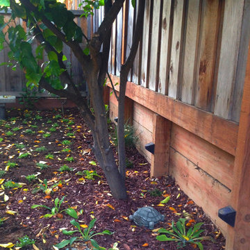 Feng Shui Oasis: Lemon Tree