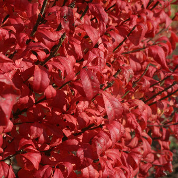 Fire Ball® Burning Bush