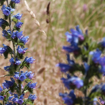 Prairies sauvages