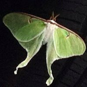 Sally VanEck's photo