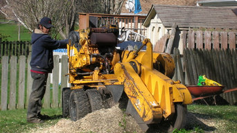 Tree Removal