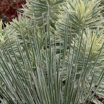 Portland xeric front garden