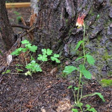 Flying Trillium Forest Garden