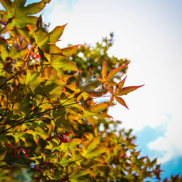 Japanese Maple