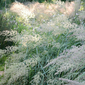 Menlo Park Native Plant Haven