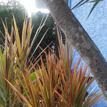 Charming up a Caribbean-colonial front yard