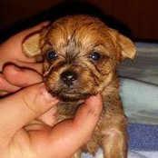 Foto de Millie Bryan
