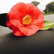 Foto von Amanda Lee