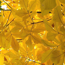 trees