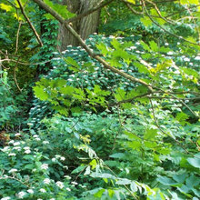 other shrubs