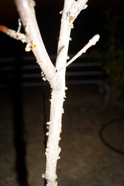 Peach Trees Bleeding Sap