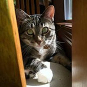 Sheryl Tilque's photo