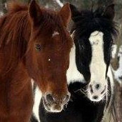 Foto von Julie Burdge