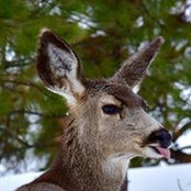 Sherri King's photo