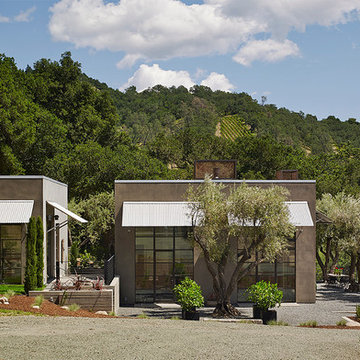 Olive Grove