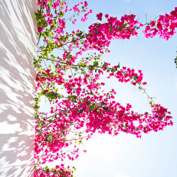 Santa Monica Canyon home