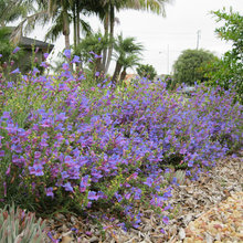 california natives