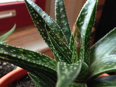 aloe vera bltter kaufen hamburg Aloe vera (Echte Aloe) kaufen