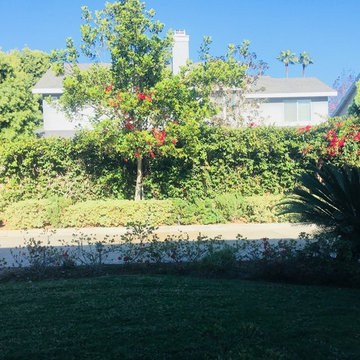 Succulent Splendor in Eastside Costa Mesa