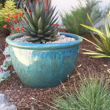 North Berkeley, deer and drought tolerant