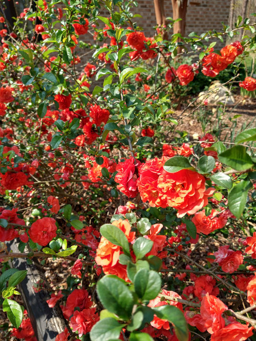 Pruning flowering quince
