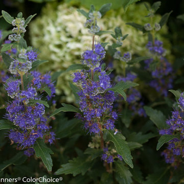 Beyond Midnight™ Bluebeard (Caryopteris)