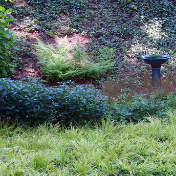 Bog Garden