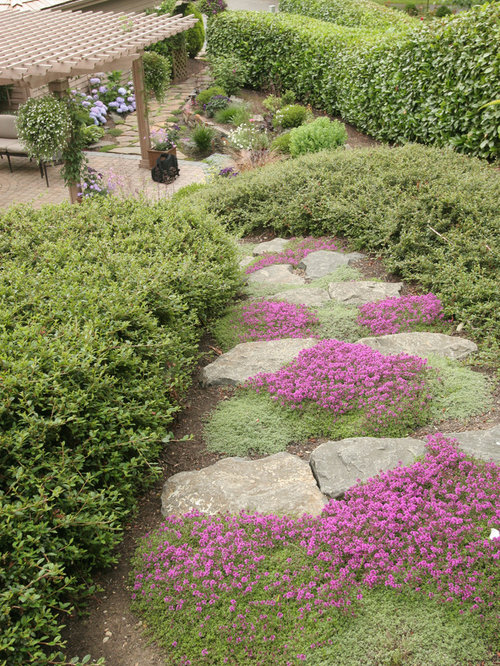 Creeping Thyme Ideas, Pictures, Remodel and Decor