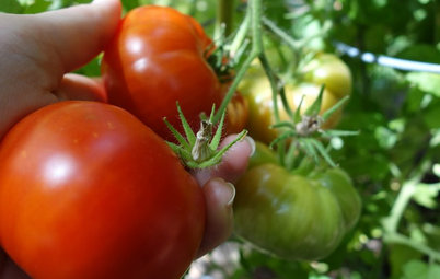 Kitchen Traditions: Tomato Season Meets a Family Legacy