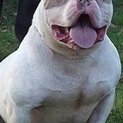 Gun-zalez Bulliez's photo