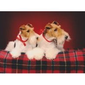 Suzanne Placer's photo