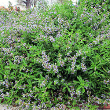 Lily's Rustic California Native Garden