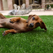 Top 10 Pet-Friendly Ideas That Encourage Outdoor Play